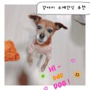 하이 오도독 이미지