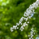 공조팝나무(Bridal wreath spirea, Spiraea prunifolia) 이미지