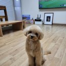 똑똑독 펫살롱 이미지