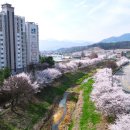 아산로 Daum카페