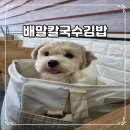 제부도 맛집 배말칼국수김밥 애견동반 후기