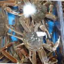 갈릴리 수산물 도매 | 포항 대게 맛집 리스트에 항상 등재되는 갈릴리대게회식당에서 식사 후기