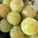 지우농장 이미지