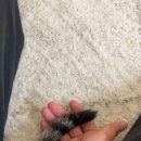 너즐(Nuzzle)