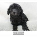 보들보들 이미지