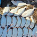 더블랙펄컴퍼니 | [홍태공] 홍원항 광어 다운샷 4월 5일(일) 블랙펄호 시조회 및 광어 다운샷 출조로 묵직한 손맛 보고...