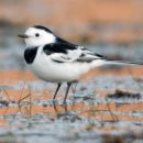 주남저수지 이미지