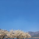 매화2공원 | 봄 향기 가득한 양산 용당나루 매화공원 나들이 후기 🌸