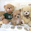 꽃강아지 이미지