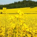 (주)롯데호텔제주 이미지