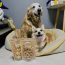 🐶 강아지 북어 간식! 벨라스키친 수제 반려동물 간식 후기 🐾
