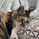 그루밍차차 이미지