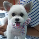 Pet salon 이미지
