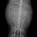 젤로돌스 이미지