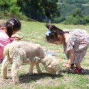 맘마목장 이미지