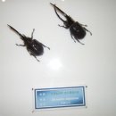 양평곤충박물관 이미지