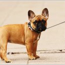 펫아미 강아지분양 고양이분양 동탄점 이미지