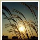 하늘공원 이미지