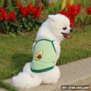 꾸미는 강아지 이미지