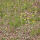 솜방망이 이미지