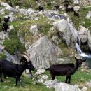 우수흑염소농장 이미지