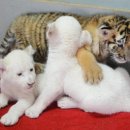 호랑이형제 이미지