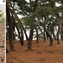 지천솔밭 이미지