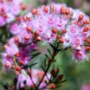 Verticordia monadelpha(pink woolly featherflower) 이미지