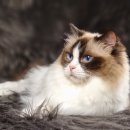 엘름트리 캐터리 이미지