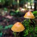 한라산둘레길 동백길 이미지