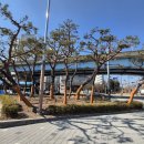 성주광장교차로 동쪽 교통섬 | |석주연 기자| 성산구, 성주광장 교차로 교통섬 내 대형 소나무 보호 강화