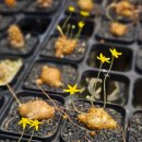 로이농장2 | 아프리카농장 방문 후기 2편 - 선인장&amp;희귀식물