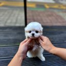 브리더클럽 | 건대강아지분양 알아보면서 브리더클럽 다녀온 썰 풀어볼게