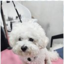 오늘도,예쁘개 이미지