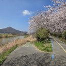 CU나주영산포점 | [나주 영산포 벚꽃명소] 전남 나주 영산포 벚꽃 터널, 파밀리에 카페, 영산포 5일장