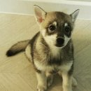 콜드베이켄넬 이미지