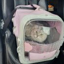 블링블링펫 이미지