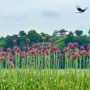 6공주꽃