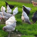 홍성청계닭농장 이미지