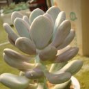 월미농장 이미지