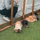 여기가 천국이고 파라다이스고 토끼최고[양평/토이앤버니팜]