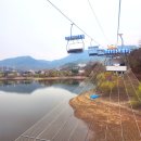 서울 과천 벚꽃 명소 서울대공원 만개 후기