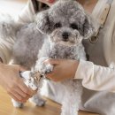 현애견미용실 이미지