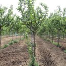 자라진천 이미지