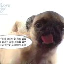 싹Dog 이미지