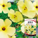 G천년초 | 금화규(金花葵) 완전 정복 – 효능 · 부작용 · 먹는법 · 후기 · 제품 비교