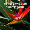 5월 15일(수.부처님 오신날)아침을 여는 건강한 에코힐링(글 전체보기는 글주소 클릭!) 이미지