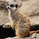 리베동물메디컬센터 이미지