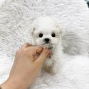 오독안심분양센터 강아지분양 고양이분양 하남점 이미지