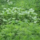 새참농장 이미지